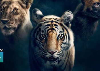 Sony BBC Earth hosts the TV premiere of the internationally acclaimed wildlife series, ‘Dynasties’ on 17th June