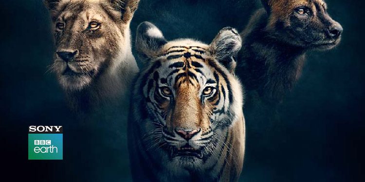 Sony BBC Earth hosts the TV premiere of the internationally acclaimed wildlife series, ‘Dynasties’ on 17th June