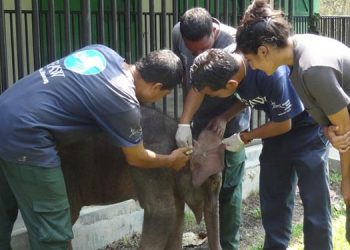 Animal Planet celebrates the unsung heroes of the forests with ‘Heroes Of The Wild Frontiers’