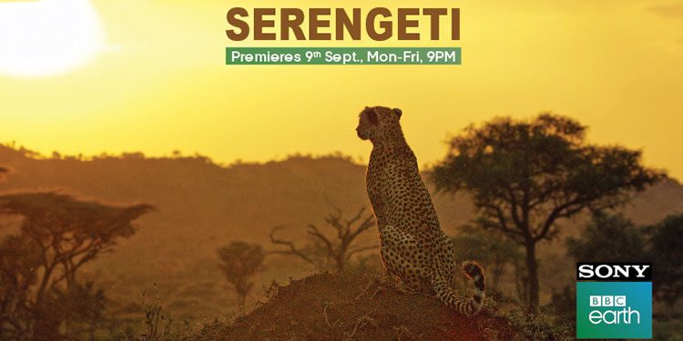 Sony BBC Earth to premiere ‘Serengeti’ – a series on Africa’s most charismatic animals and their many emotions