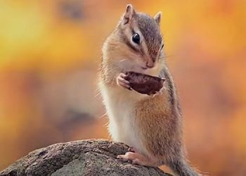 Network Advertising unveils new series of unconventional ads for Mahindra Lifespaces’ newly launched residential project ‘Vicino’