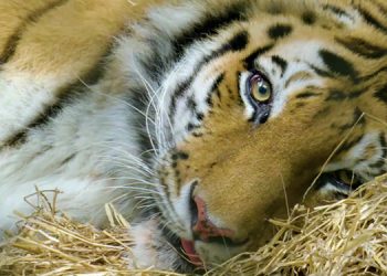 Animal Planet’s new documentary ‘The Zoo: COVID-19 and Animals’ Premieres on 17th May