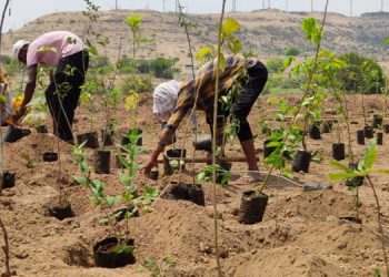 Sony Pictures Networks joins hands with SayTrees; planted over 8000 tree saplings in Maharashtra