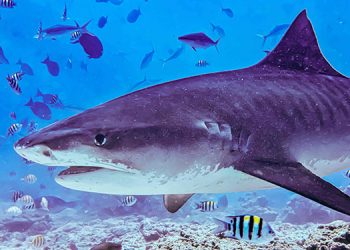 Samsung India teams up with National Geographic Traveller India for first-ever Underwater Expedition