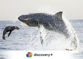 The longest running Television Show Shark Week returns for its 33rd year on Discovery+