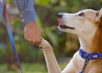 Heads Up For Tails launches 'Invisible Mothers' campaign